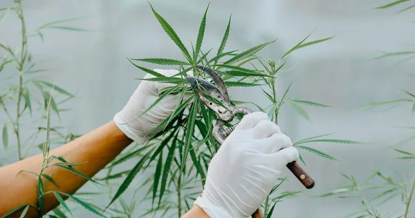 Expert Scientist Gloves Tree Pruning Cannabis Plants Greenhouse Concept Herbal — 스톡 사진