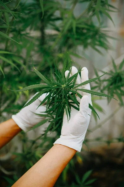 장갑을 검사하는 전문가는 온실에 대마초 식물을 조사한다 의약품의 Cbd 약리학 — 스톡 사진