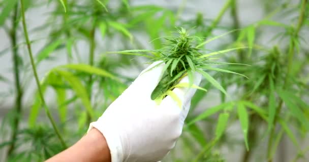 Cientista Especialista Com Luvas Verificando Plantas Cannabis Uma Estufa Conceito — Vídeo de Stock