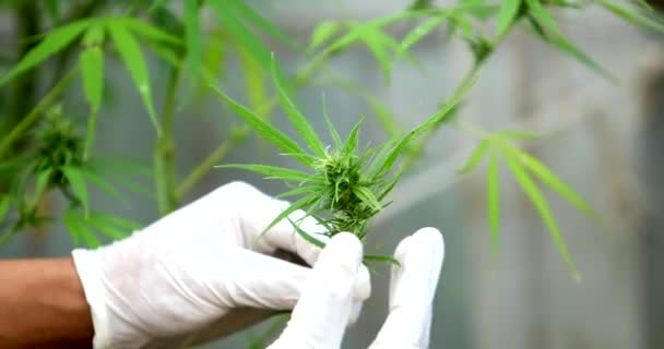温室内の大麻植物をチェックする手袋を持つ専門家科学者 ハーブ代替医療 Cbd油 製薬業界の概念は 様々な病気を治す — ストック動画