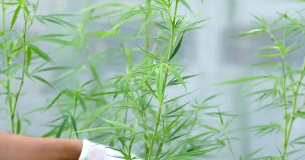 Der Experte Mit Handschuhen Überprüft Cannabispflanzen Einem Gewächshaus Konzept Der — Stockvideo