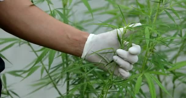 Expert Scientist Gloves Checking Cannabis Plants Greenhouse Concept Herbal Alternative — Stock Video