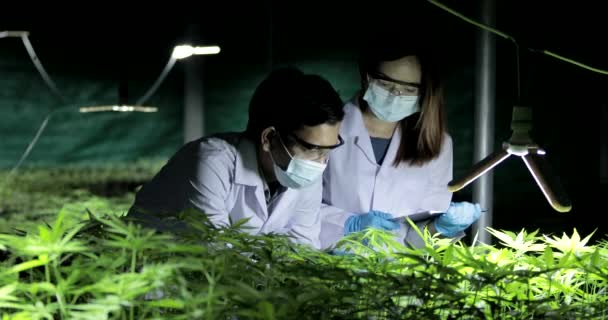 Scienziato Esperto Con Guanti Che Controllano Piante Cannabis Concetto Medicina — Video Stock