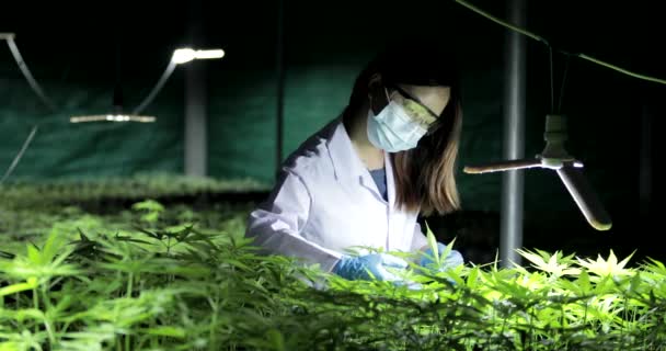 Scienziato Esperto Con Guanti Che Controllano Piante Cannabis Concetto Medicina — Video Stock