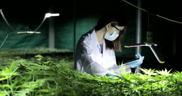 Expert Scientist Gloves Checking Cannabis Plants Concept Herbal Alternative Medicine — Stock Video