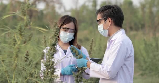 Scienziato Esperto Con Guanti Che Controllano Piante Cannabis Concetto Medicina — Video Stock