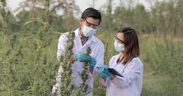 Científico Experto Con Guantes Revisando Las Plantas Cannabis Concepto Medicina — Vídeo de stock