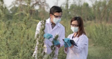 Eldivenli uzman bilim adamı kenevir bitkilerini kontrol ediyor. Bitkisel alternatif tıp kavramı, cbd yağı, ilaç endüstrisi çeşitli hastalıkları tedavi eder..