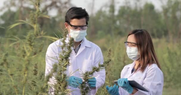 Cientista Especialista Com Luvas Verificar Plantas Cannabis Conceito Medicina Alternativa — Vídeo de Stock