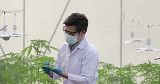 大麻の植物をチェック手袋を持つ専門家科学者 ハーブ代替医療 Cbd油 製薬業界の概念は 様々な病気を治す — ストック動画