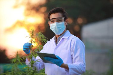 Eldivenli uzman bilim adamı seradaki esrar bitkilerini kontrol ediyor. Bitkisel alternatif tıp kavramı, cbd yağı, ilaç endüstrisi çeşitli hastalıkları tedavi eder.. 
