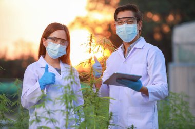 Eldivenli uzman bilim adamı seradaki esrar bitkilerini kontrol ediyor. Bitkisel alternatif tıp kavramı, cbd yağı, ilaç endüstrisi çeşitli hastalıkları tedavi eder.. 