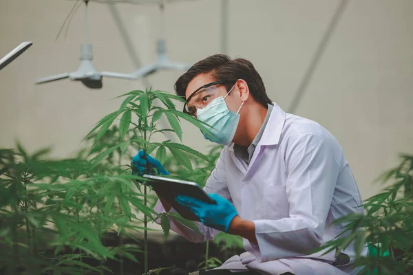 장갑을 검사하는 전문가는 온실에 대마초 식물을 조사한다 의약품의 Cbd 약리학 — 스톡 사진