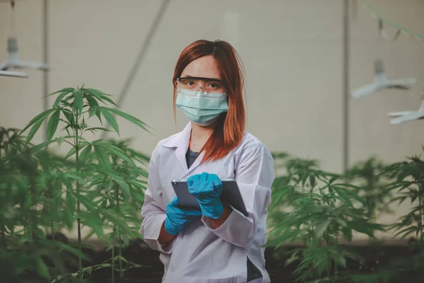 Cientista Especialista Com Luvas Verificando Plantas Cannabis Uma Estufa Conceito — Fotografia de Stock