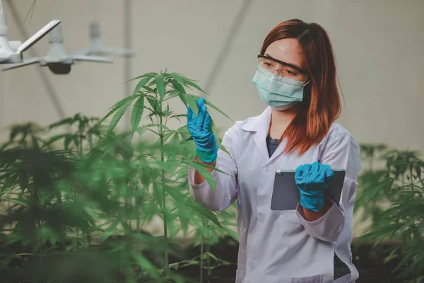 Cientista Especialista Com Luvas Verificando Plantas Cannabis Uma Estufa Conceito — Fotografia de Stock