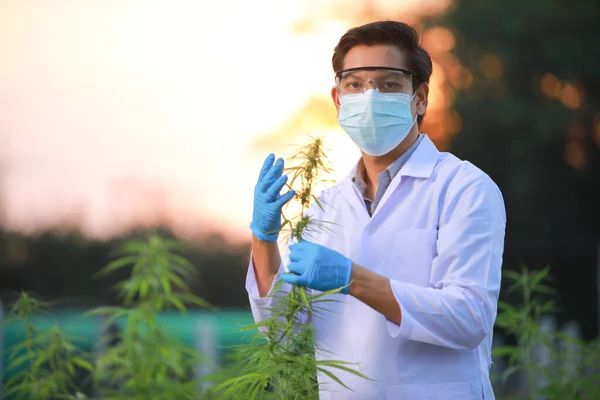 Científico Experto Con Guantes Revisando Las Plantas Cannabis Invernadero Concepto —  Fotos de Stock