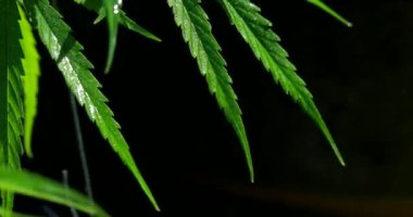 Esrar otları. Depresyonu tedavi etmek ve zihni rahatlatmak için kullanılır. Bitkisel alternatif tıp kavramı, cbd yağı, ilaç endüstrisi çeşitli hastalıkları tedavi eder..