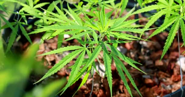Cannabis Weed Usado Para Tratar Depressão Ajudar Relaxar Mente Conceito — Vídeo de Stock