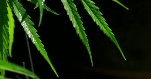 Hierba Cannabis Utiliza Para Tratar Depresión Ayudar Relajar Mente Concepto — Vídeos de Stock