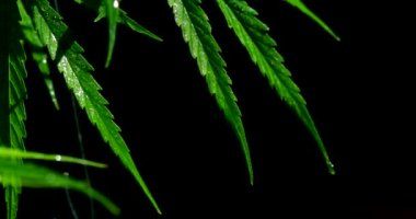 Esrar otları. Depresyonu tedavi etmek ve zihni rahatlatmak için kullanılır. Bitkisel alternatif tıp kavramı, cbd yağı, ilaç endüstrisi çeşitli hastalıkları tedavi eder..