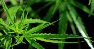 Esrar otları. Depresyonu tedavi etmek ve zihni rahatlatmak için kullanılır. Bitkisel alternatif tıp kavramı, cbd yağı, ilaç endüstrisi çeşitli hastalıkları tedavi eder..