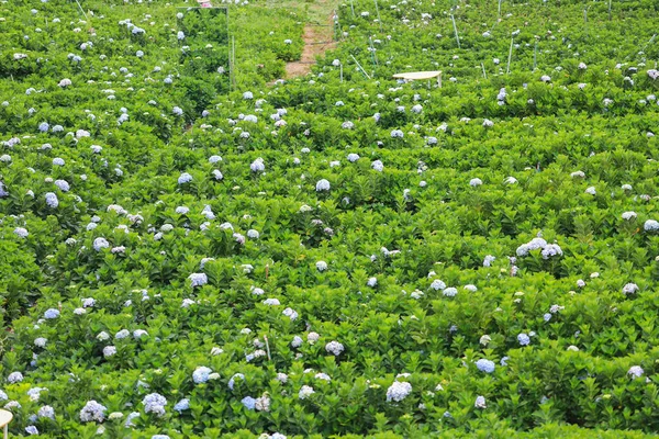 White Blue Flower Calles Hydrangea Garden Hydrangea Flower Morning Light —  Fotos de Stock