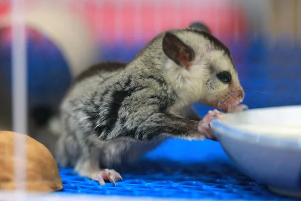 A close up of a sugar glider pets that have soft fur and can glide. eating milk in the cage.