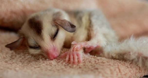 Close Sugar Glider Pets Have Soft Fur Can Glide Sleeping — Stok video