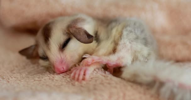 Close Sugar Glider Pets Have Soft Fur Can Glide Sleeping — 图库视频影像