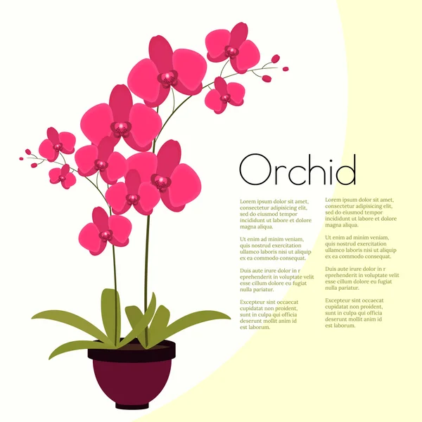 Orchidée rose colorée dans le pot — Image vectorielle