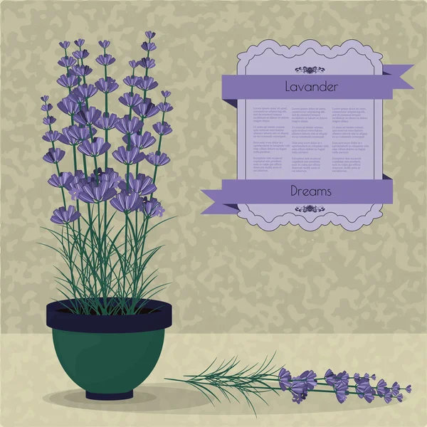 Lavender in a pot on the abstract background — Stock Vector