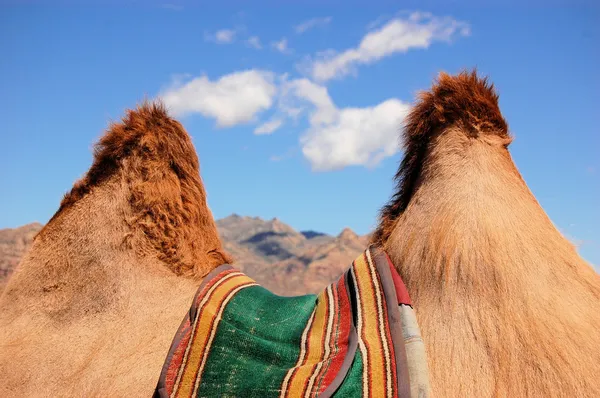 Camel Humps — Stock Photo, Image