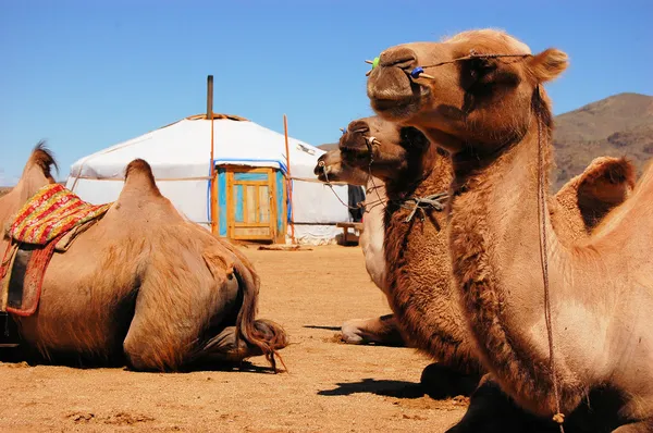 Camellos frente a la yurta —  Fotos de Stock