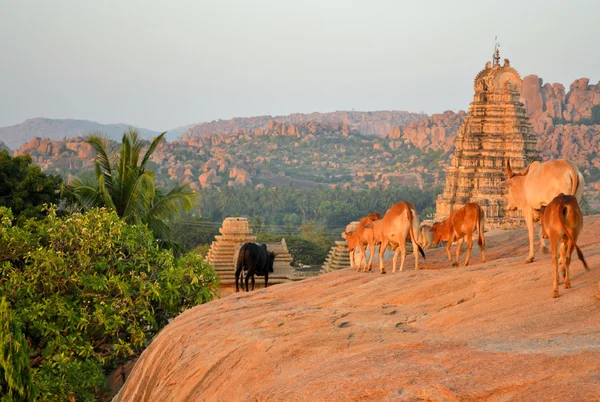 Vacas sagradas em frente ao templo hindu — Fotografia de Stock