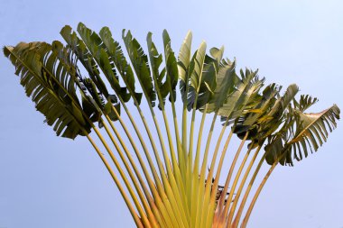 büyük tropikal bitki gökyüzü