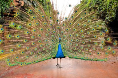 muhteşem yeşil güzel tavus kuşu