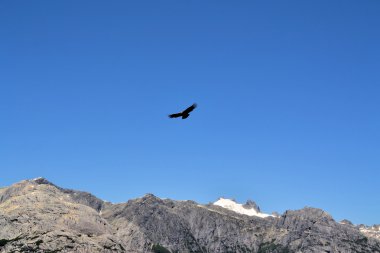 Condor in the Andes at Cochamo Canyon, Chile clipart