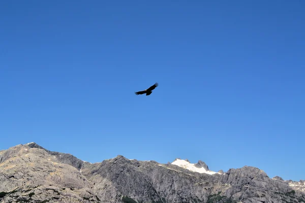Condor v Andách v cochamo canyon, chile — Stock fotografie