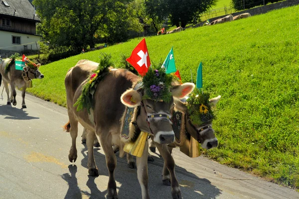 Vaches décorées Almabtrieb / Transhumance Suisse — Photo