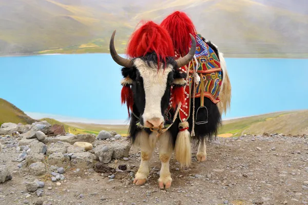 Yak tibetano en el lago Namtso cerca de Lhasa — Foto de Stock