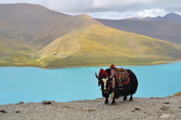 namtso Gölü yakınlarında lhasa, Tibet Tibet sığırı