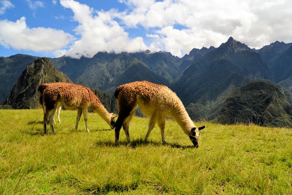 Pair of Llamas in the Peruvian Andes mountains — Stockfoto