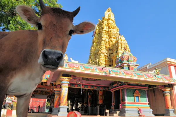 Sacred cow in front of Hindu temple, Sri Lanka — Stock Photo, Image