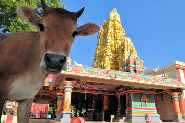 Posvátnou krávou před hinduistického chrámu, Srí lanka Stock Fotografie