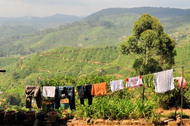 çay plantasyon doğa manzara sri Lanka