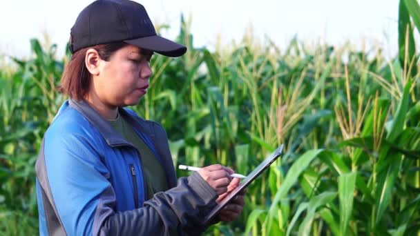 Agricultora Com Tablet Digital Examinando Culturas Milho — Vídeo de Stock