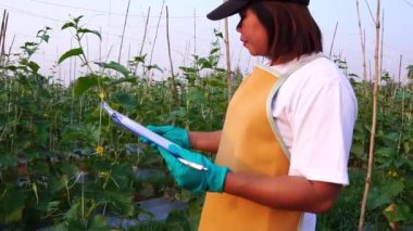 Asyalı kadın hasadı kontrol ediyor  