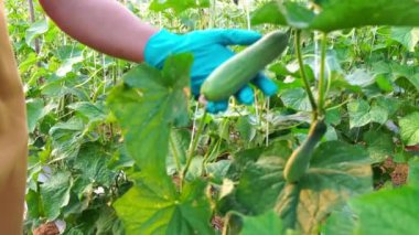 Salatalık çiftliğinde çalışan kadın çiftçinin kısmi görüntüsü 