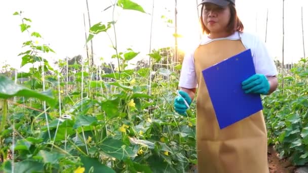 Záběry Asijské Ženy Pracující Ekologické Farmě — Stock video