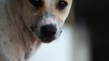 close-up footage of stray dog looking at camera
